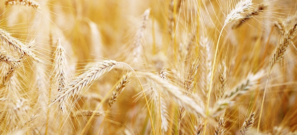 Prairie Wheat